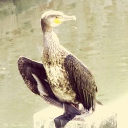Close-up of bird