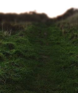 Scenic view of grassy field