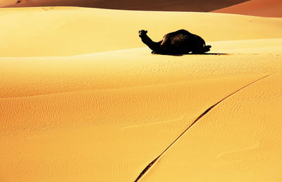 Camel sitting on desert