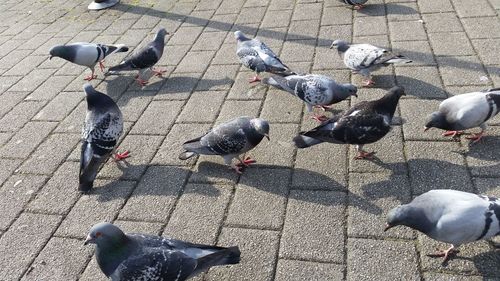 High angle view of birds perching on floor