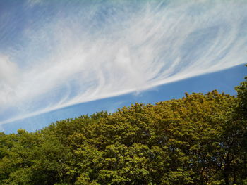Low angle view of tree against sky
