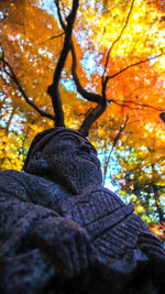 Low angle view of tree during autumn