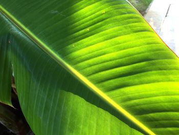 Close-up of green leaf