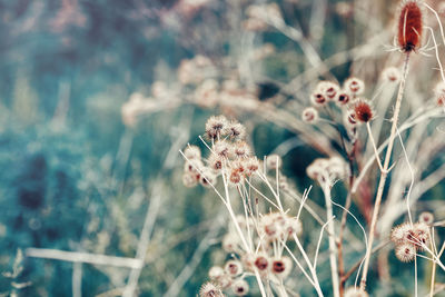 Close-up of flowering plant on field