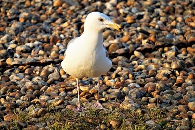 Seagull perching on rock