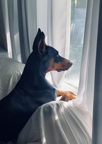 Dog sitting on bed at home