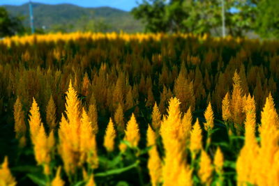 Close-up of yellow flowers growing in field