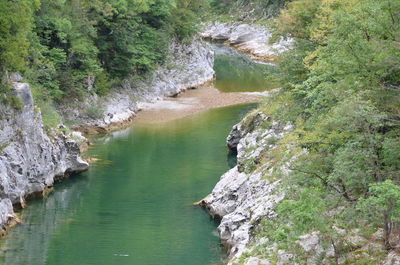 Scenic view of trees