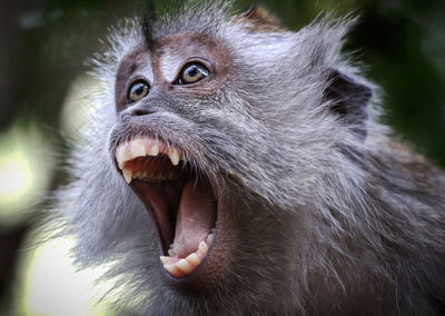 Close-up of a monkey