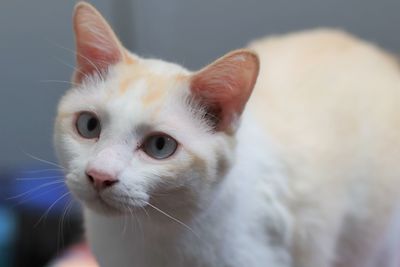 Close-up of white cat