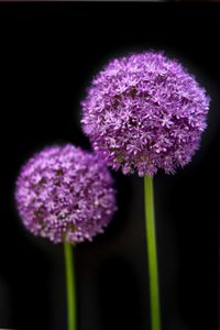 Close-up of purple flower blooming outdoors