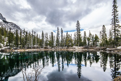 Panoramic view of pine trees by lake against sky