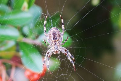 Close-up of spider web