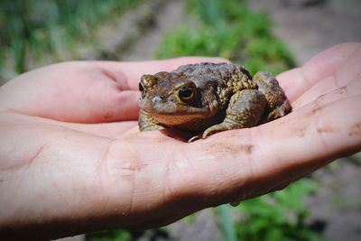 Cropped hand holding frog