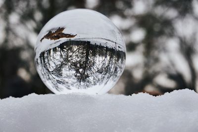 Close-up of crystal ball on frozen tree