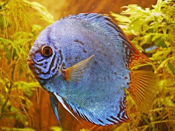 Close-up of peacock