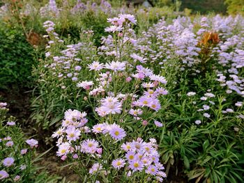 Close-up of purple flowers blooming in field