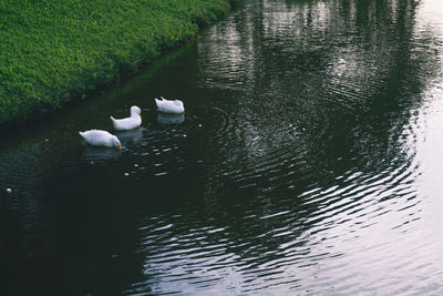High angle view of swans swimming in lake