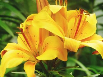 Close-up of yellow flower