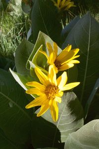 Close-up of yellow flower blooming outdoors