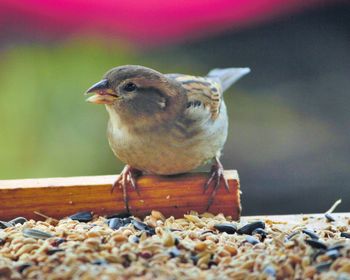 Close-up of a bird against blurred background