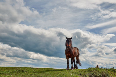 Horse standing on field against sky