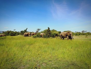 View of a group of elephants on grassy field in maasai mara against blue sky