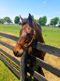 Horse grazing on field