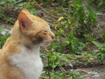 Close-up of cat sitting outdoors