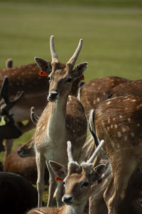 Close-up of deer on field