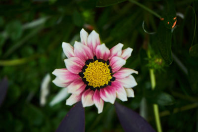 Close-up of pink flower