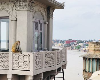 View of a cat sitting on building