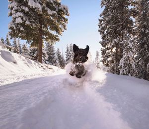 Rod running on snow covered field