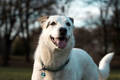 Close-up portrait of a dog