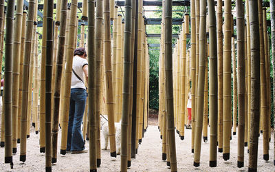 Rear view of man with dog standing amidst bamboos