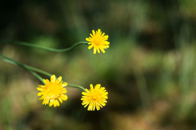 Close-up of yellow flower