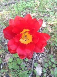 High angle view of red flower blooming outdoors