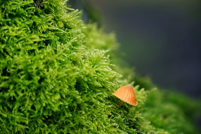 Close-up of mushroom growing outdoors