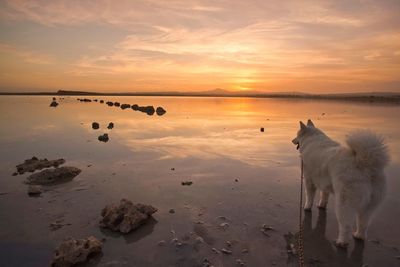 Scenic view of sea against sky during sunset