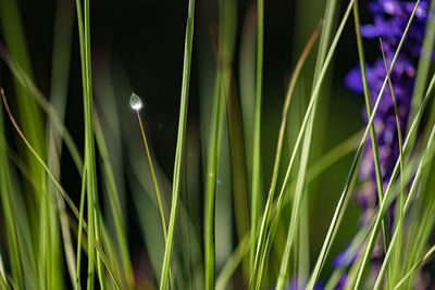 Close-up of dew drops on grass