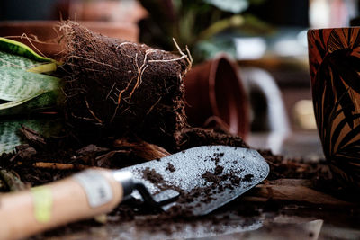 Close-up of shovel and plant