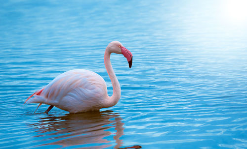 Close-up of swan in lake