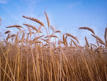 Close-up of wheat growing on field against sky