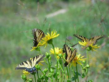 Close-up of butterfly on flower