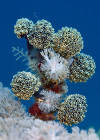 Close-up of coral in sea