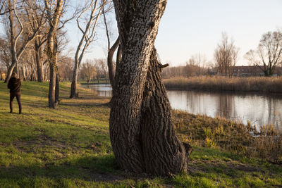 Bare trees on landscape