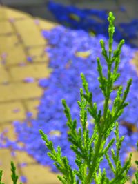 Close-up of purple flowers