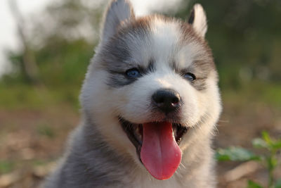 Close-up portrait of dog