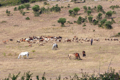 Flock of sheep in a field