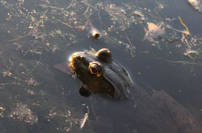 High angle view of frog in pond